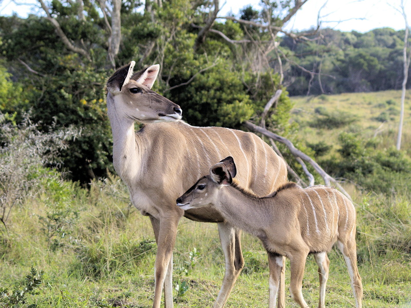 mammal, group of animals, field, day, land, nature, tree, africa, no people, plant, kudu, animals in the wild, safari, animal themes, animal wildlife, standing