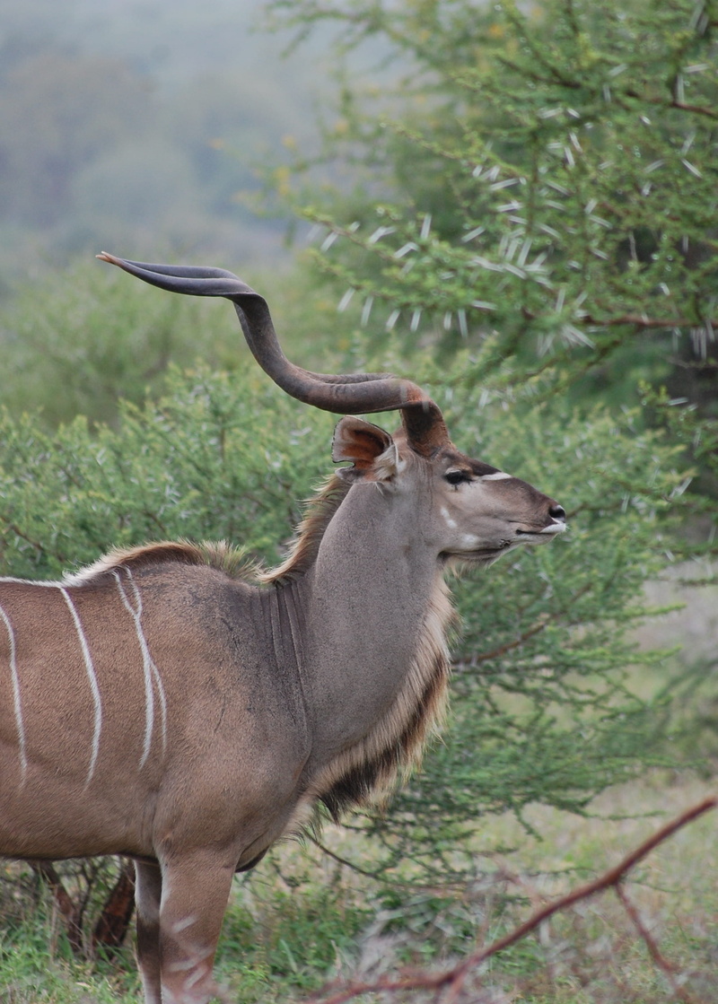 day, domestic animals, vertebrate, one animal, environment, land, profile view, nature, horns, mammal, animals in the wild, wildlife, outdoors, species