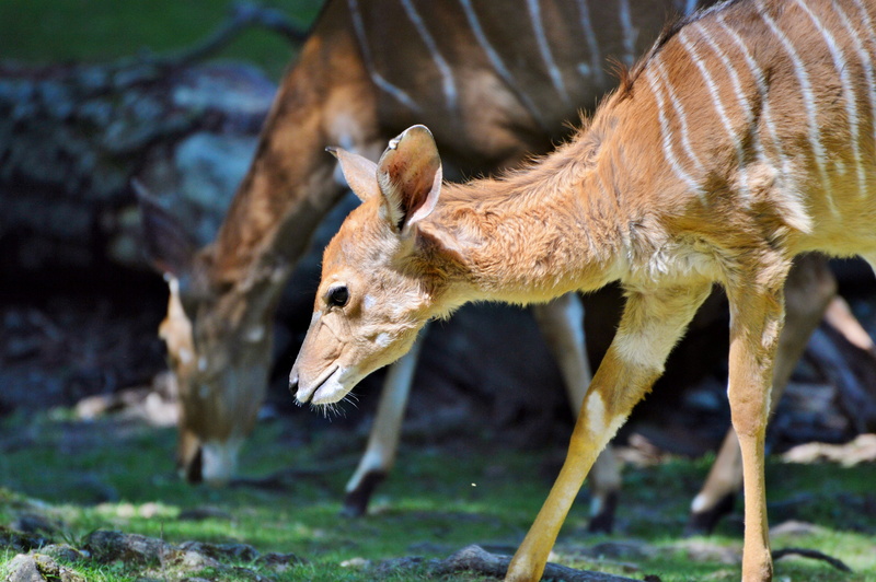 animal, close-up, plant, 5K, side view, animal themes, no people, africa, Kudu, mammal, animal wildlife, land, vertebrate, field, full length, nature