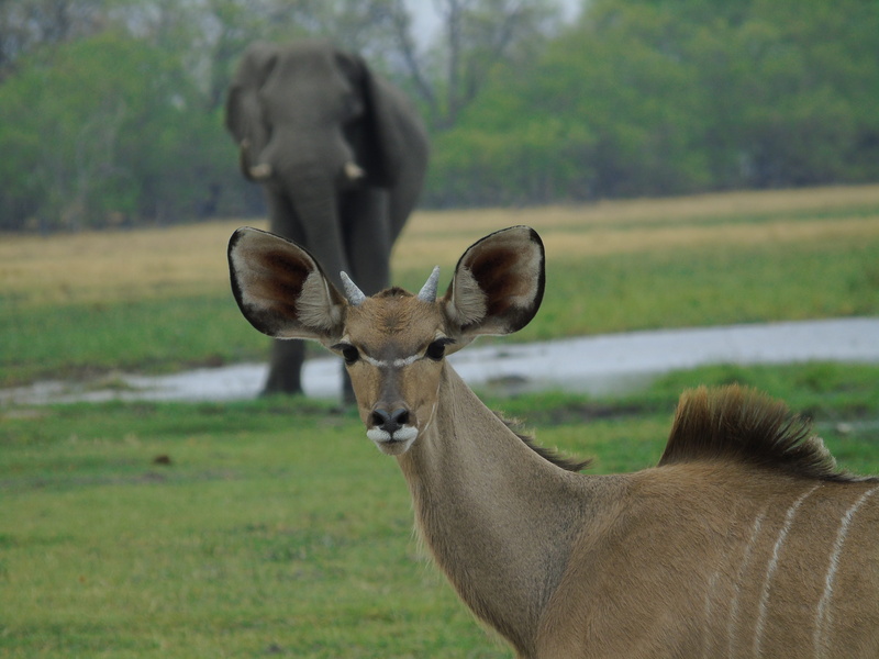 tusk, outdoors, green, animals in the wild, plant, land, grass, ivory, domestic animals, deer, green color, day, botswana, focus on foreground, buck, elephant