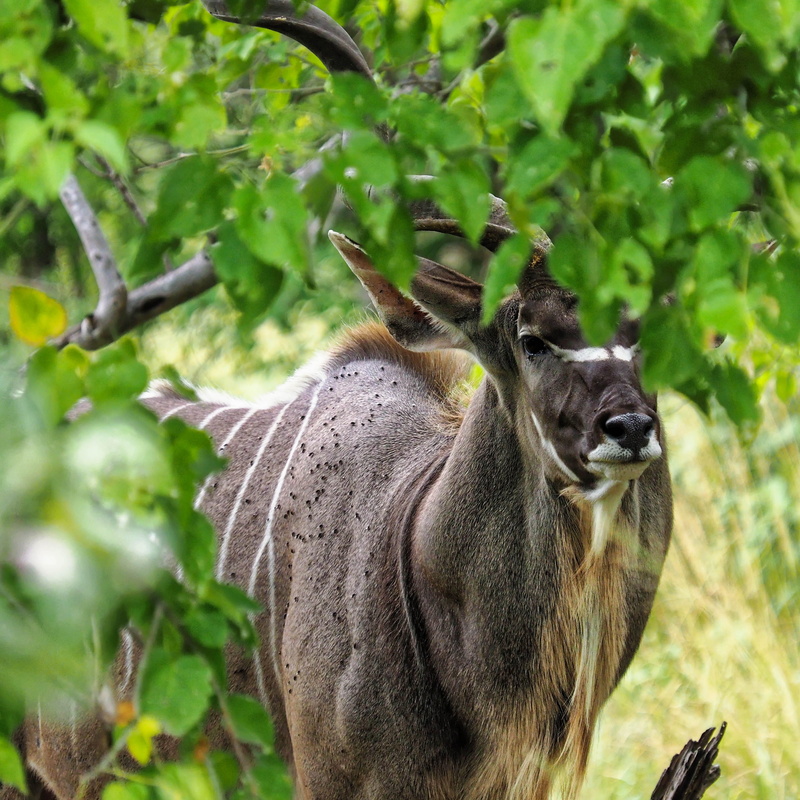leaf, one animal, plant part, green, outdoor, tree, focus on foreground, deer, field, land, animals in the wild, animal themes, herbivorous, plant, green color
