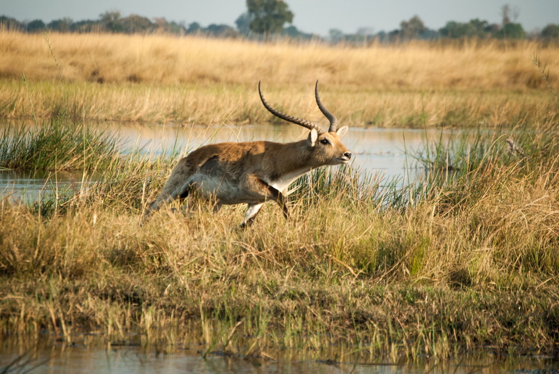 lake, vegetation, day, horn, running, plant, animal, herbivorous, antelope, animals in the wild, animal themes, deer, waterbuck, gazelle, animal wildlife