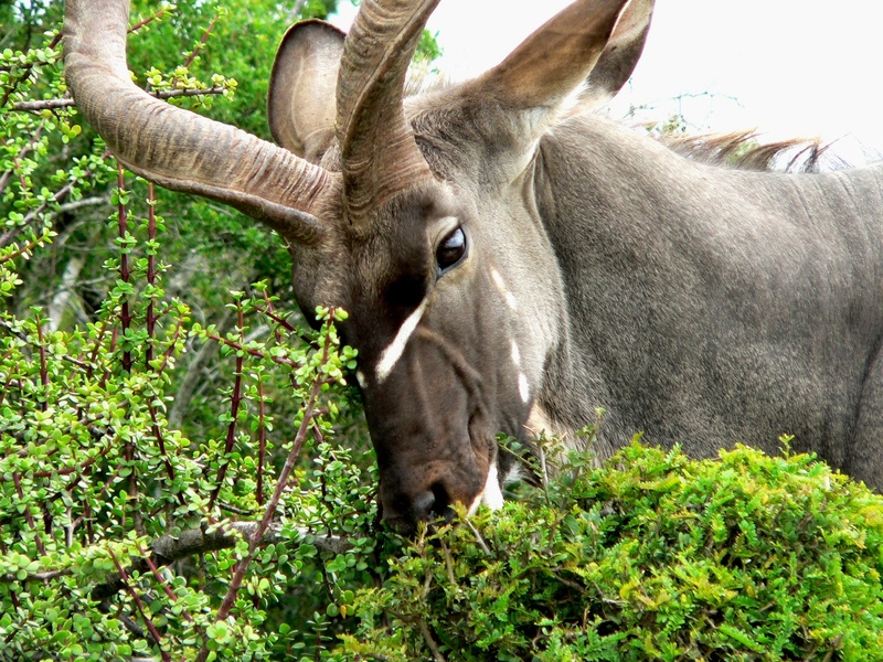 1080P, animal themes, mammal, plant, outdoors, one animal, animal, tree, no people, nature, africa, domestic animals, animal head, wildlife, portrait