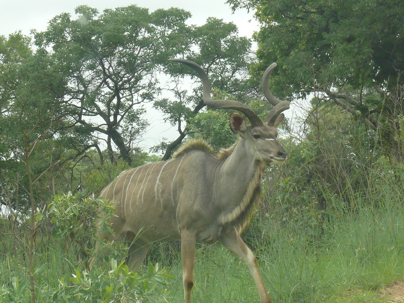 nature, domestic animals, animal wildlife, one animal, standing, tree, field, male, animals in the wild, africa, growth, herbivorous, animal themes, deer