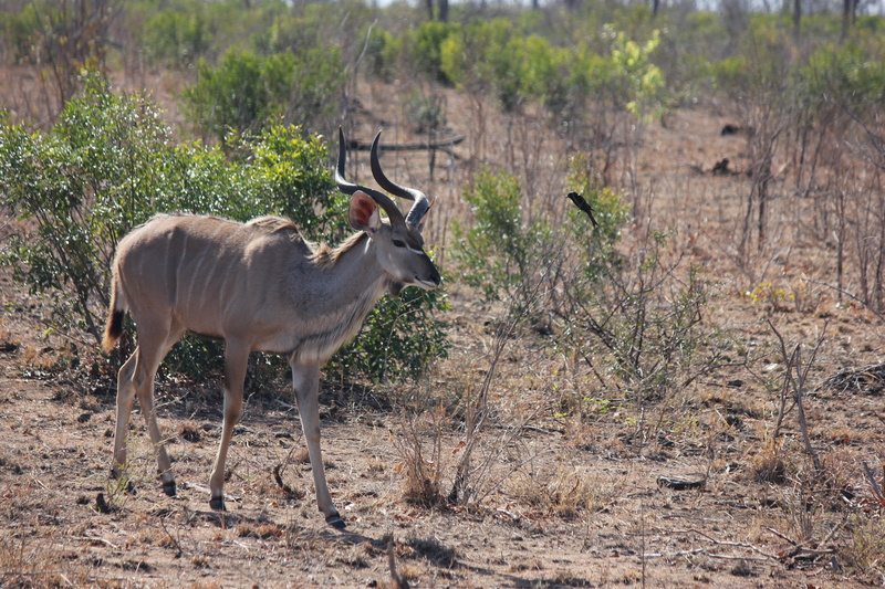 vertebrate, nature, hoofed, deer, day, bovidae, brown, big, game, animal wildlife, wilderness, buck, land, mpumalanga, full length, Antelope, wild Animals
