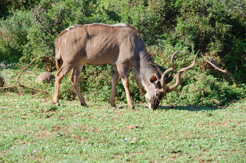 green color, South Africa, wildlife, animals And Pets, animal, young animal, no people, horned, 2K, grazing, animal family, animal themes, Nature, day