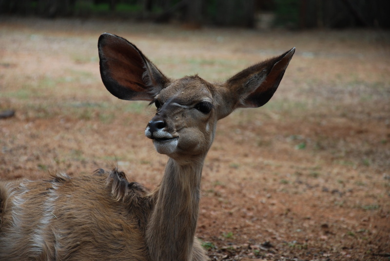 ears, deer, 4K, wild, fawn, south-african, vertebrate, animal wildlife, herbivore, brown, south africa, herbivorous, no people, young, kudu, focus on foreground