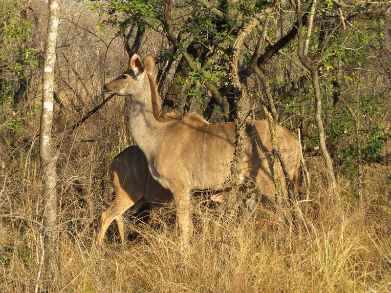 trunk, no people, animal themes, impala, gazelle, lynx, branch, animals in the wild, larch, vertebrate, plant, conifer, antelope, amphibian, kudu, animal