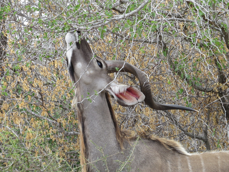 plant, wallaby, domestic animals, antelope, kruger park, outdoors, nature, male kudu, one animal, antler, tree, mouth, deer, south africa, mammal, day