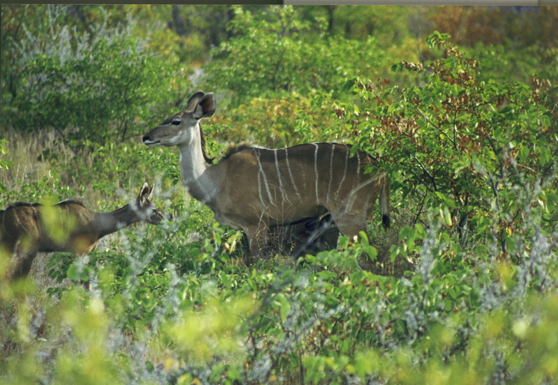 herbivorous, large kudu, land, field, animal wildlife, animal, strepsiceros, savannah, plant, two animals, side view, mammal, nature, no people, day, animals in the wild