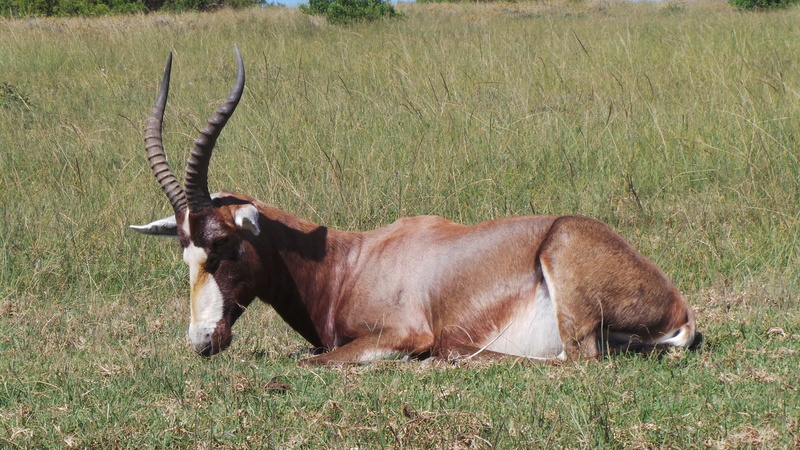 one animal, animal wildlife, 4K, grass, domestic, game, pets, no people, land, tragelaphus imberbis, buffalo, plant, nature, kudu, animal themes, antelope