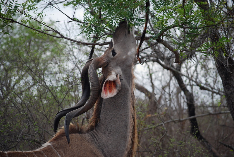 south africa, dry, focus on foreground, kruger, forest, africa, 4K, travel, antelope, horns, animal body part, eating, wilderness, herbivorous, animal themes