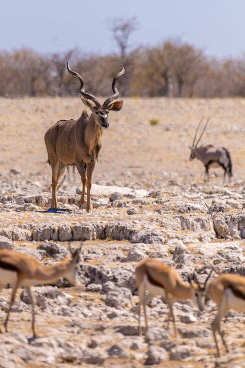 animal wildlife, horned, brown, wilderness, outdoors, nature, herbivores, animal world, hirsch, environment, antler, vertebrate, horns, mammal, day, selective focus