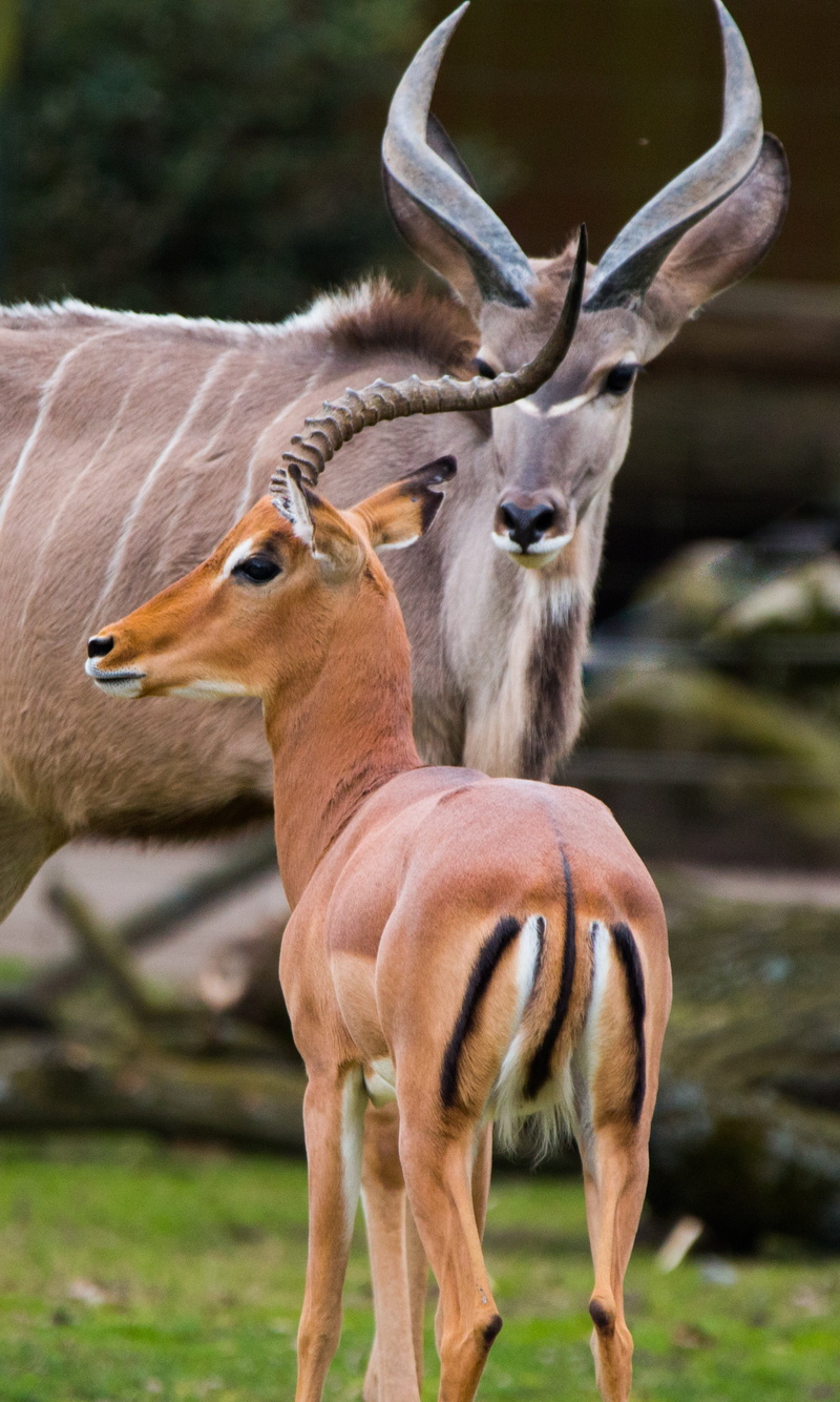 antelope, vertebrate, animal family, african, togetherness, land, deer, africa, field, day, savannah, domestic animals, young animal, animal themes, focus on foreground