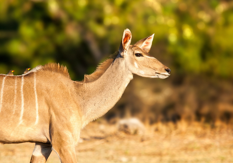 female, cute, wild, field, kudu, no people, animal, african antelope, outdoors, profile view, grass, impala, park, focus on foreground, nature, sunlight