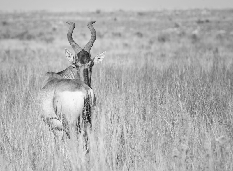2K, field, environment, wilderness, nature, kudu, wild, antler, horns, beauty in nature, elk, one animal, buck, autumn, focus on foreground, deer, vertebrate