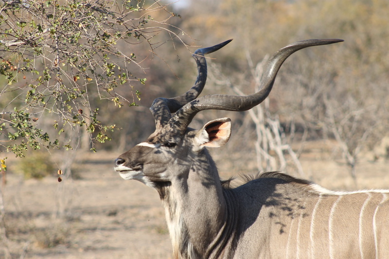 antler, arid climate, tree, plant, nature, safari, two animals, focus on foreground, animal, kudu, animal wildlife, outdoors, africa, mammal, antelope