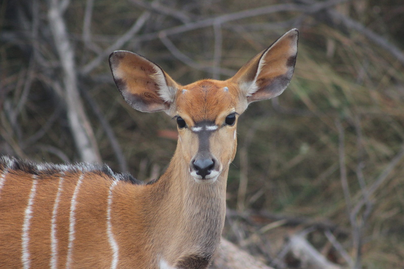 domestic animals, Kudu, animals And Pets, land, 2K, day, outdoors, animals In The Wild, antelope, wilderness Area, mammal, one animal, deer, Wildlife