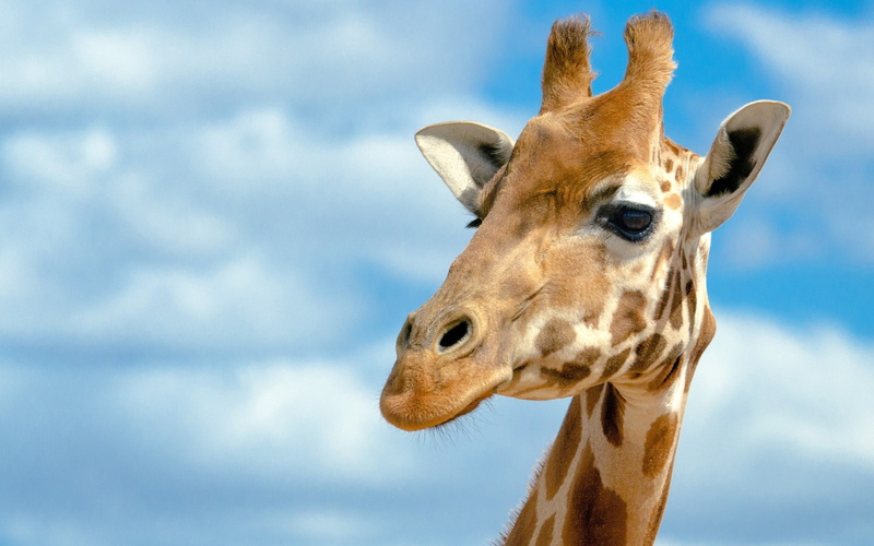head, animal wildlife, standing, animal Head, cute, close-up, nature, large, animal, safari, brown, animal Ear, no People, animals In The Wild, animal Eye