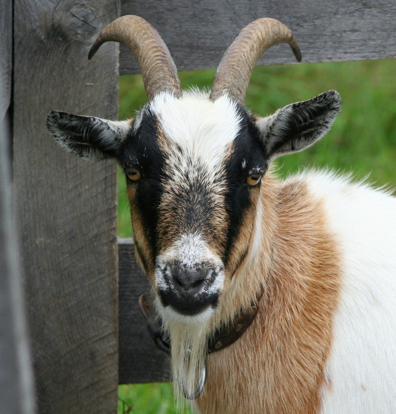 hoof, no people, meat, domesticated, domestic, brown, vertebrate, 720P, animal body part, looking at camera, graze, white, domestic animals, boundary