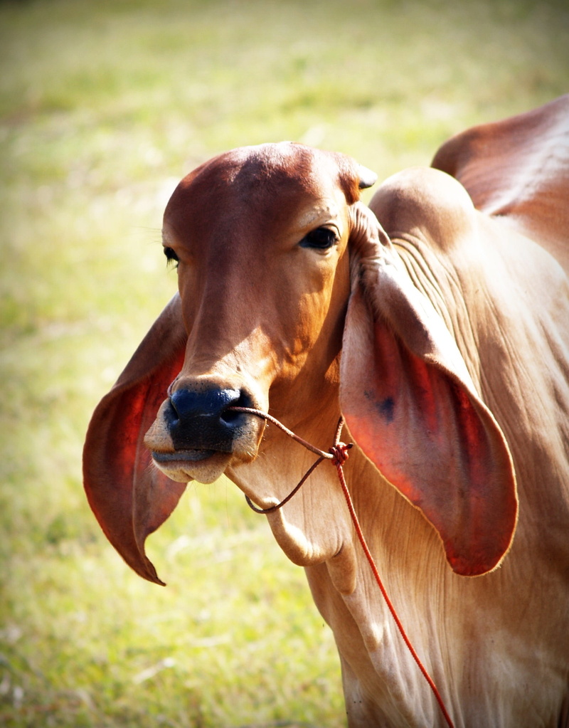 day, brown, isolated, rural, entire, female, focus on foreground, standing, body, animal, farm, funny, cut, tame, head, herbivorous, front, grass, two animals