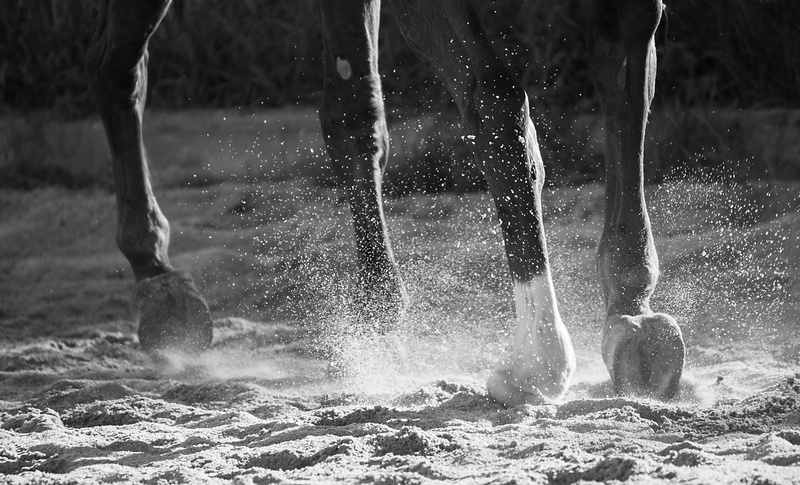 ground, water, lifestyles, nature, sea, hitting, trot, sport, aquatic sport, horse, legs, land, men, animal, motion, hoof, long exposure, wave, power in nature