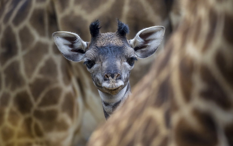 face, cute, animal Head, nature, vertebrate, looking at camera, mammal, outdoors, wildlife, spotted, no people, animal wildlife, brown, fur, close-up, animals In The Wild