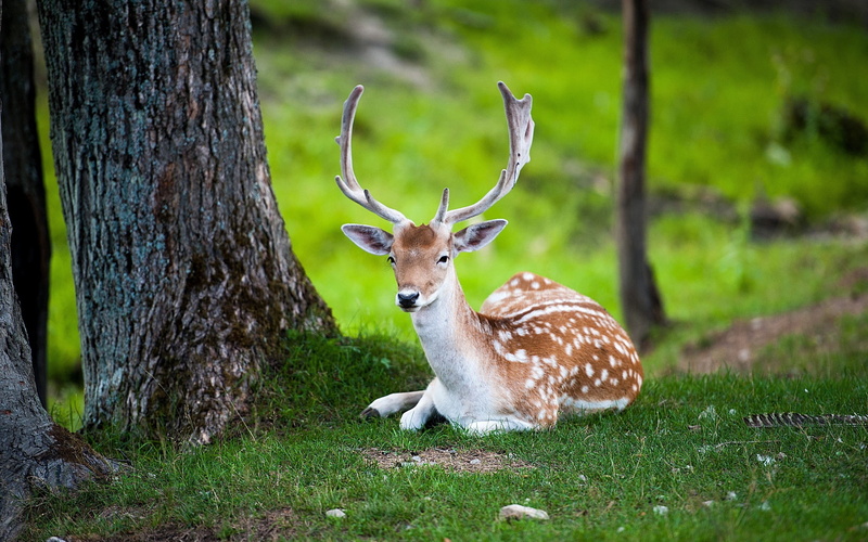 plant, tree, herbivorous, stag, wildlife, green Color, animal, 2K, trunk, nature, wilderness Area, hoofed Mammal, animal themes, land, outdoors, deer