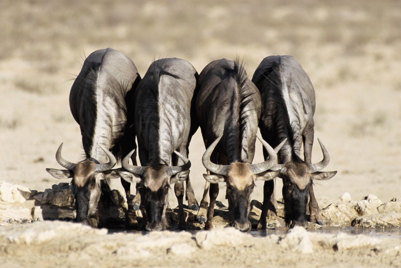 animal, no people, grass, drinking, day, grazing, agriculture, animals In The Wild, land, herd, antelope, wildlife, vertebrate, livestock, four, safari Animals