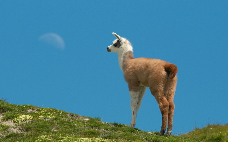 animals And Pets, young Animal, alpaca, mountain, landscape, low angle view, walking, clear sky, grazing, llama, hoofed Mammal, white, herbivorous, grass