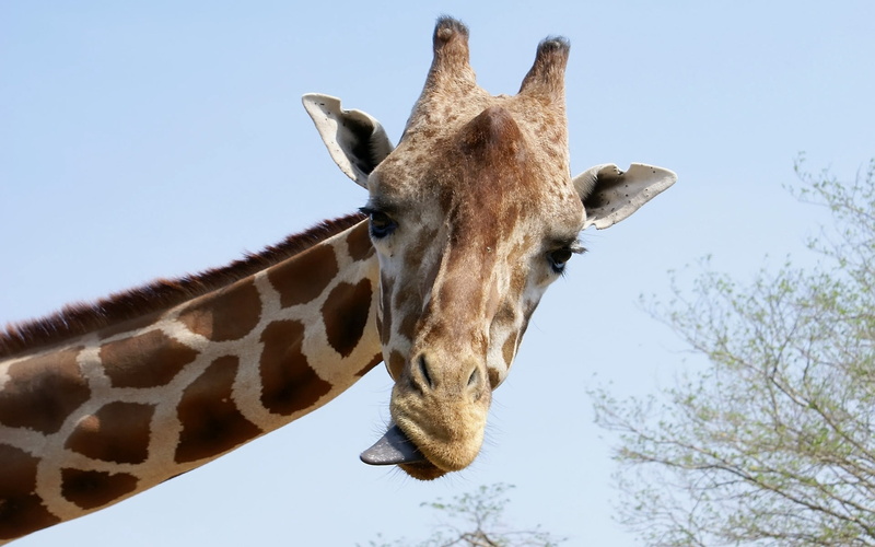 zoo, tree, safari Animals, low angle view, giraffe, tongue, animal wildlife, domestic animals, large, outdoors, face, mammal, brown, animal body part, animals In The Wild