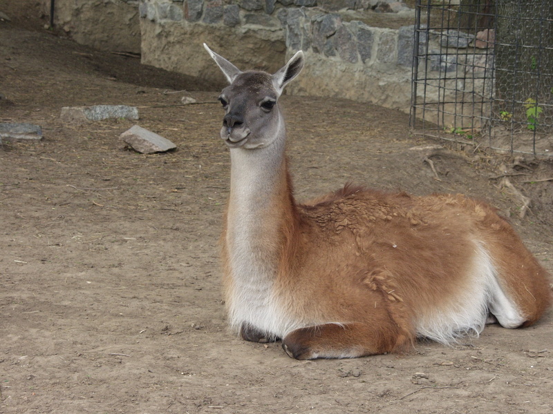 animal wildlife, lama, animals in the wild, outdoors, wild animals, pets, wild animal, animal themes, zoo, mammal, animal, hoofed, wildlife, no people