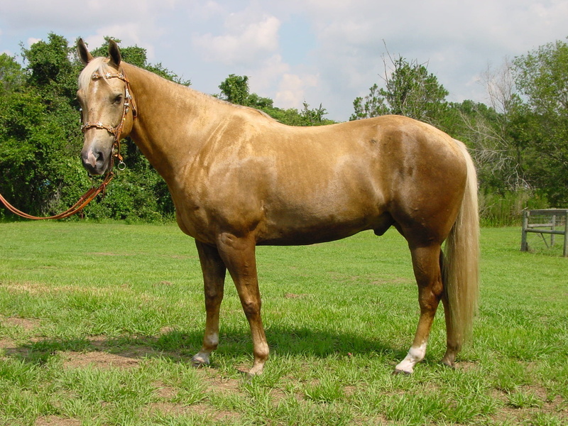 brown, animal wildlife, purebred, mammal, livestock, steed, colt, horseflesh, breeding, agriculture, standing, grass, domestic animals, field, outdoors