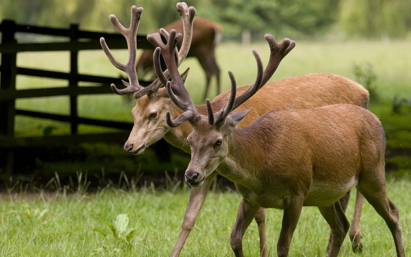 antler, vertebrate, horned, horns, mammal, antelope, grass, two, nature, green Color, stag, plant, meadow, field, herbivorous, outdoors, animal, wildlife