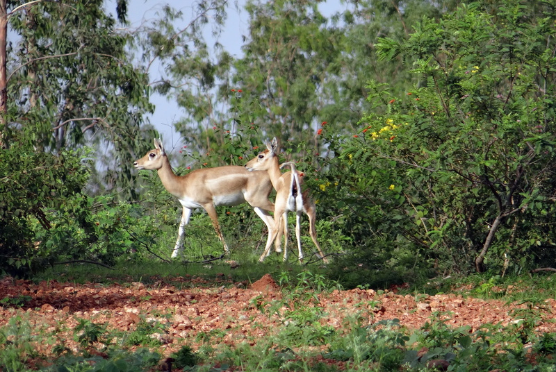 india, wilderness Area, vertebrate, Ranebennur, plant, domestic animals, herbivorous, domestic, hoofed Mammal, outdoors, 4K, grass, one animal, no people