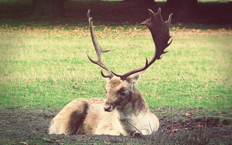 no people, animals In The Wild, doe, nature, tree, horned, herbivorous, deer, africa, wilderness Area, land, outdoors, 1080P, mammal, plant, one animal