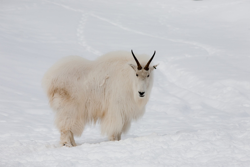 alpine, rock, cold, outdoors, snow, mammal, high, ground, land, goat, vertebrate, capped, white, field, day, 4K, one animal, Canada, Goat, Mountain, white color