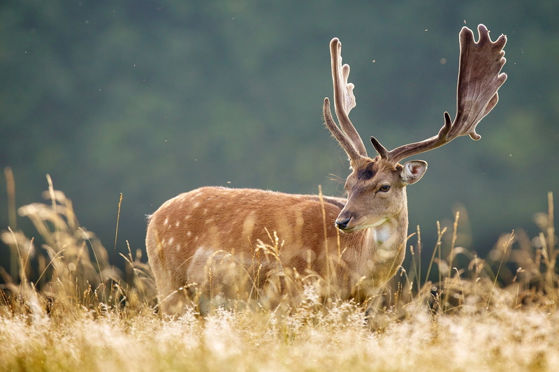 grass, hoofed Mammal, doe, summer, nature, stag, animal themes, one Animal, antler, animal wildlife, animal, animals In The Wild, wildlife, spotted, plant
