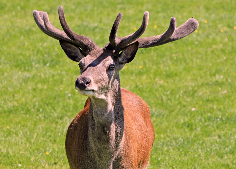 no people, field, hoofed Mammal, public domain, day, animal themes, animal wildlife, antler, Mountain Deer, animal, deer, vertebrate, land, animals And Pets