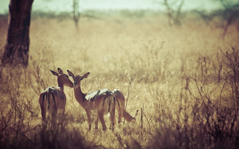 720P, safari Animals, wilderness Area, rural Scene, hoofed Mammal, beauty In Nature, safari, national Park, no People, animals In The Wild, deer, nature