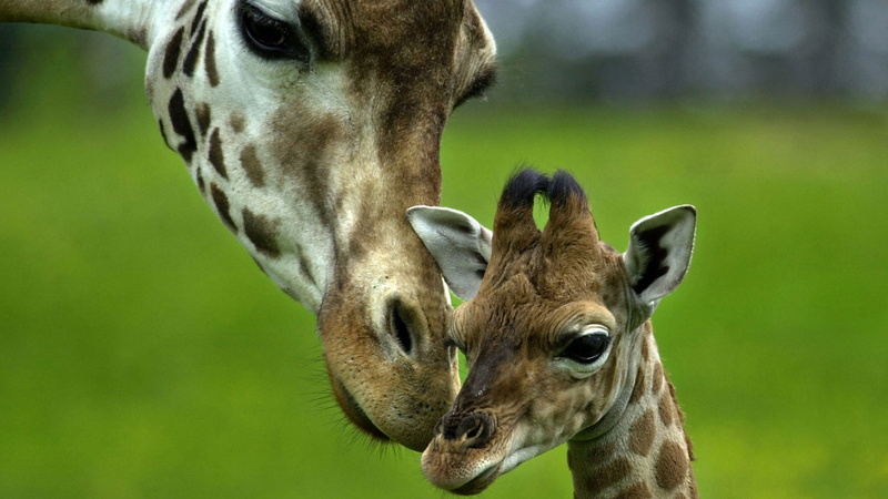 animal Neck, young Animal, green Color, head, outdoors, giraffe, brown, animal Eye, cute, nature, macro, zoo, no people, shot, looking, hoofed Mammal, focus on foreground