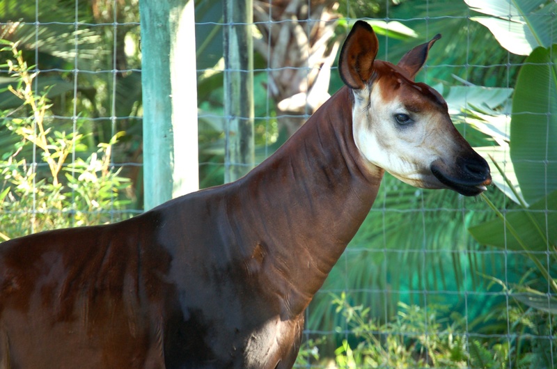 no people, nature, one animal, white, face, outdoors, plant, day, zoo, livestock, herbivorous, head, domestic, hoofed, pets, park, okapi, domestic animals