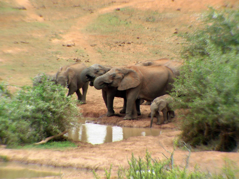 animals, shantyman, young, waterhole, elephants, 1080P, addo, familly, south africa, water