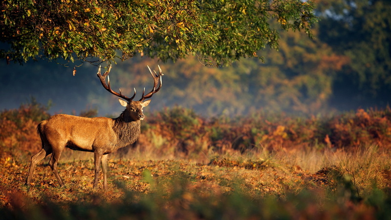 Nature, animals, horns, deer, 1080P