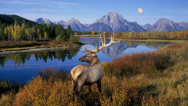 scenics, one animal, extreme Terrain, summer, beauty In Nature, scenics - nature, nature, sky, wilderness Area, tourism, no people, moose, mammal, animal