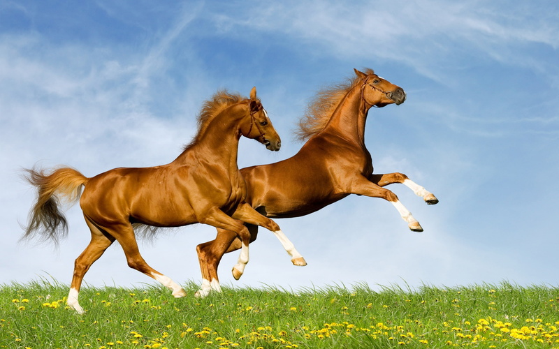 Two, 2K, Horse, horses
