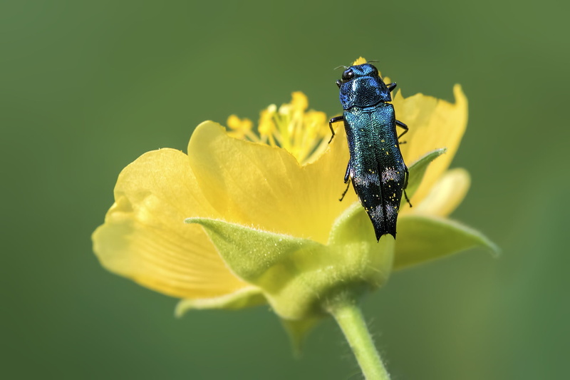 Elateriformia, Buprestoidea, Buprestidae, Agrilus, black, leaf, Polyphaga, plant, Spiral, petaled, Hexapoda, nature, green Color, arian, Insecta, Coleoptera