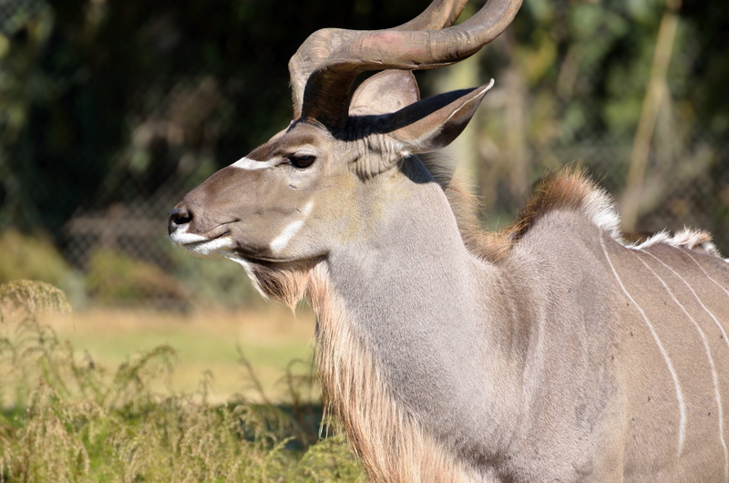 namibia, horned, one animal, animal wildlife, conservation, scenics, africa, wildlife, antelope, animal, landscape, wild, 4K, field, livestock, nature