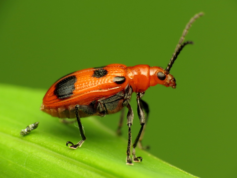 macro, HS, taxonomy, nature, green Color, DCR, close-up, ladybug, Poop, binomial, Insect, photograph, Canon Powershot SX, Life on Earth, Canon Speedlite