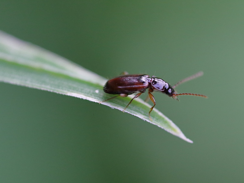 region, selective focus, suborder, nature, order, close-up, geo, class, Neoptera, Makro, animal, infraclass, family, Europe, taxonomy, Insecta, 1080P